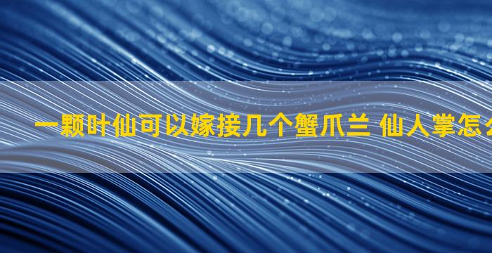 一颗叶仙可以嫁接几个蟹爪兰 仙人掌怎么结火龙果